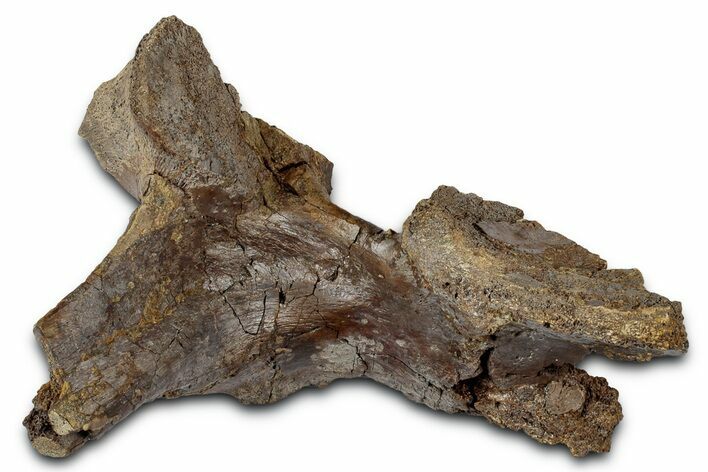 Fossil Dinosaur Vertebral Arch Section - Wyoming #331002